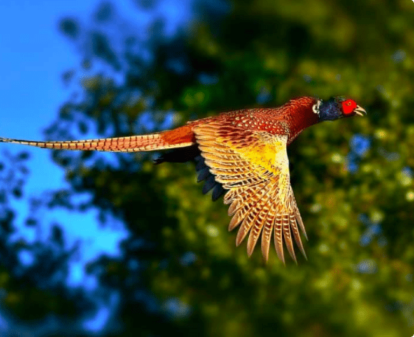 Enjoying Bird Songs AND Pheasant Sightings